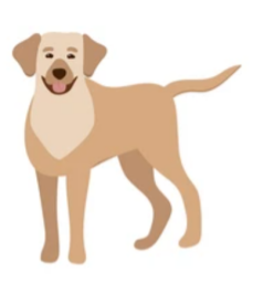 犬腸炎三合一快檢